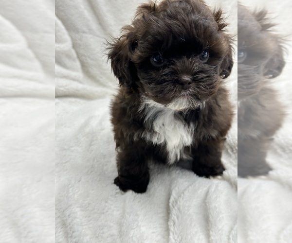 Medium Photo #3 ShihPoo Puppy For Sale in SILEX, MO, USA