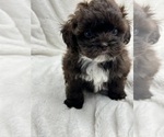 Small Photo #3 ShihPoo Puppy For Sale in SILEX, MO, USA