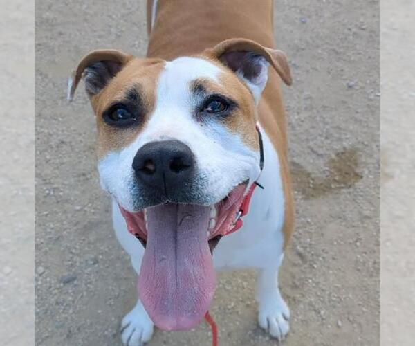 Medium Photo #3 Mutt Puppy For Sale in Las Vegas, NV, USA