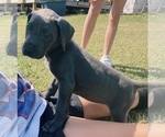 Small Photo #4 Great Dane Puppy For Sale in RAEFORD, NC, USA