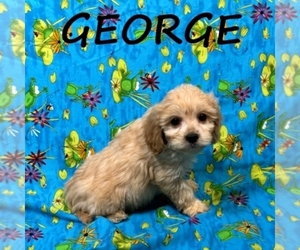 Cavapoo Puppy for sale in HARTLAND, MN, USA