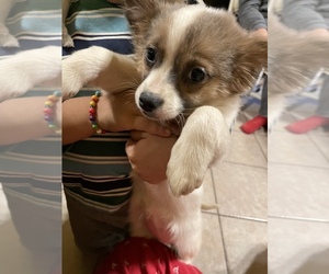 American Eskimo Dog (Toy)-Chihuahua Mix Puppy for sale in COLLEGE HILL, PA, USA