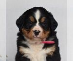 Small Photo #3 Bernese Mountain Dog Puppy For Sale in MILLERSTOWN, PA, USA