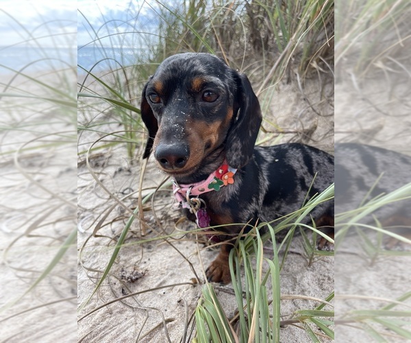 Medium Photo #1 Dachshund Puppy For Sale in WENATCHEE, WA, USA