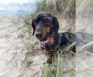 Mother of the Dachshund puppies born on 09/25/2025