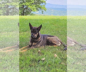 Lady Raspberry 6091 - Female German Shepherd Dog Dog for Adoption - Photo #2