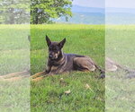 Small #1 German Shepherd Dog