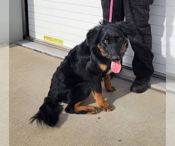 Medium Photo #1 Mutt Puppy For Sale in Louisville, KY, USA