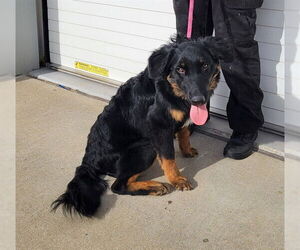 Mutt Dogs for adoption in Louisville, KY, USA