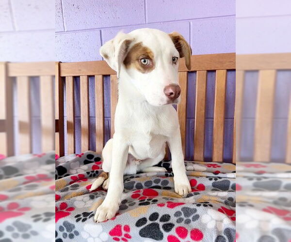 Medium Photo #3 Australian Shepherd-Unknown Mix Puppy For Sale in Genesee, WI, USA