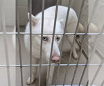 Small Siberian Husky