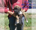 Puppy Paul Boxer