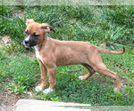 Small #3 Boxer Mix