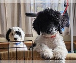 Small #4 Sheepadoodle