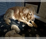 Small #11 Golden Retriever