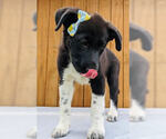 Small #1 Borador