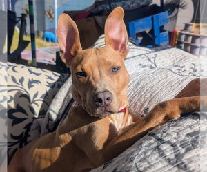 American Pit Bull Terrier-Unknown Mix Dogs for adoption in Queen Creek, AZ, USA