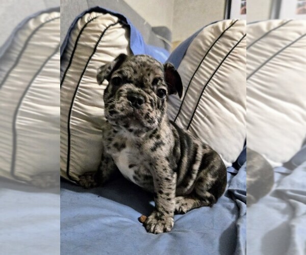 Medium Photo #5 French Bulldog Puppy For Sale in PANAMA CITY, FL, USA