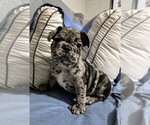 Small #4 French Bulldog