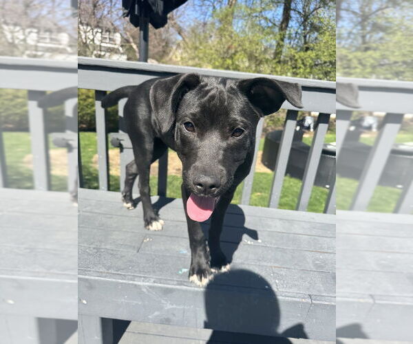 Medium Photo #21 Labrador Retriever Puppy For Sale in Brewster, NY, USA