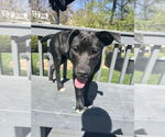 Small #20 Labrador Retriever