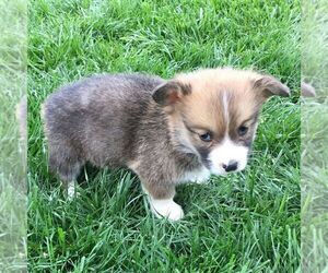 Pembroke Welsh Corgi Puppy for sale in HAVEN, KS, USA