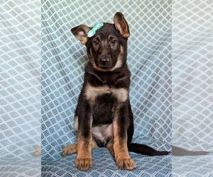 German Shepherd Dog Puppy for sale in OXFORD, PA, USA