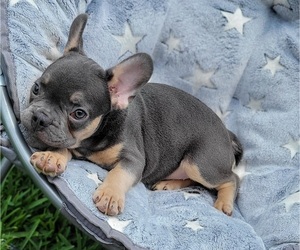 Medium French Bulldog