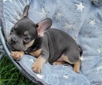 Small French Bulldog