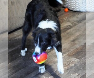 Border Collie Puppy for sale in DOUGLASS, KS, USA