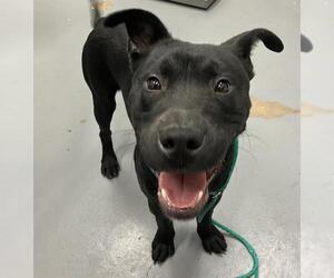 American Pit Bull Terrier Dogs for adoption in Peoria, IL, USA