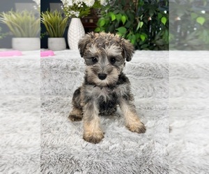 Schnauzer (Miniature) Puppy for Sale in GREENFIELD, Indiana USA