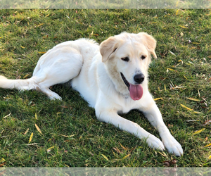 Golden Retriever-Maremma Sheepdog Mix Dogs for adoption in GRATIOT, WI, USA