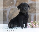 Small #4 Labrador Retriever