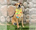Small #8 Labrador Retriever Mix