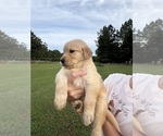 Small #2 Golden Retriever
