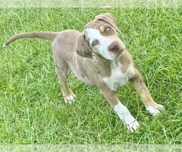 Medium Photo #8 Catahoula Leopard Dog Puppy For Sale in COPE, SC, USA