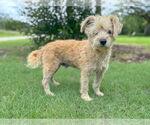 Small #2 Poodle (Miniature) Mix