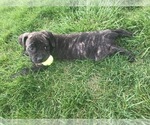 Small Photo #4 Cane Corso Puppy For Sale in WESTFIELD, IN, USA