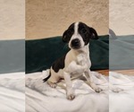 Small #2 Jack Russell Terrier Mix