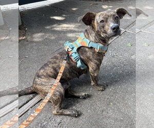 Mutt Dogs for adoption in Mount Pleasant, SC, USA