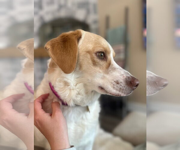 Medium Photo #6 Border Collie Puppy For Sale in Sandy, UT, USA