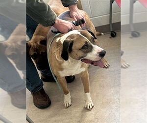 American Pit Bull Terrier-Unknown Mix Dogs for adoption in Derwood, MD, USA