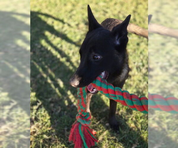 Medium Photo #2 Mutt Puppy For Sale in Riverside, CA, USA