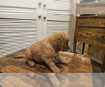 Puppy Dark Green Golden Retriever