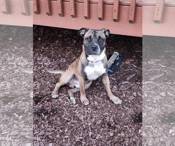 Medium Photo #20 Boxer-Unknown Mix Puppy For Sale in Holly Springs, NC, USA