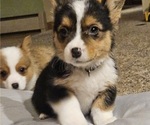 Puppy 2 Pembroke Welsh Corgi