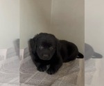 Small #1 Labrador Retriever Mix