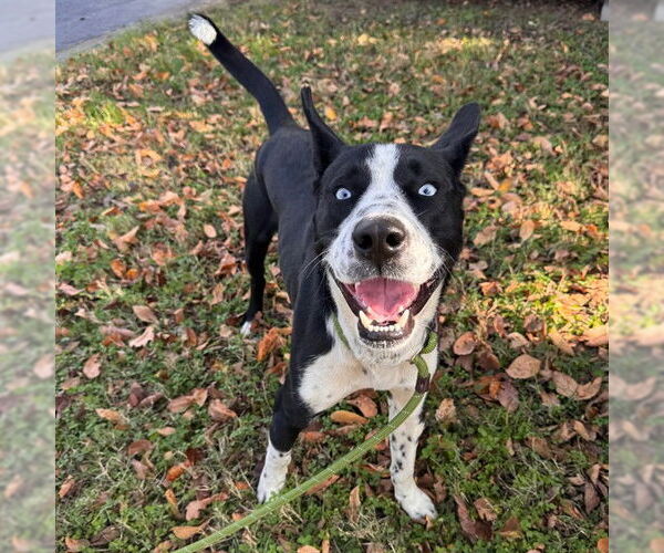 Medium Photo #1 Mutt Puppy For Sale in Murfreesboro, TN, USA