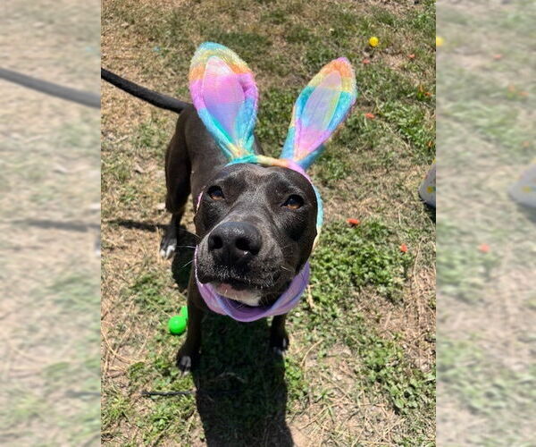 Medium Photo #13 American Pit Bull Terrier-Labrador Retriever Mix Puppy For Sale in Oak Bluffs, MA, USA